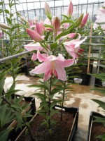 [1798 Mabel No02.JPG]